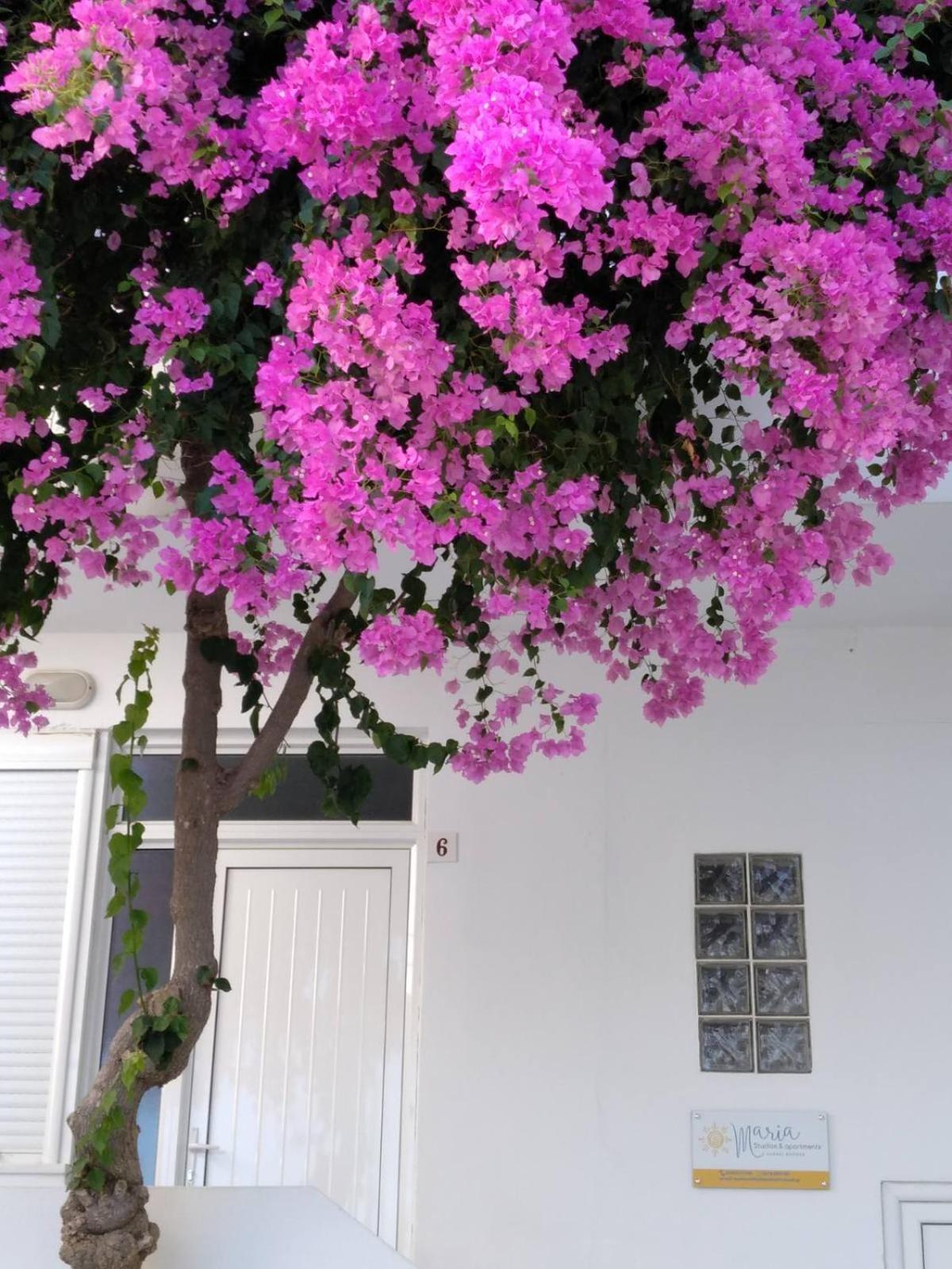 Maria Studios And Apartments Haraki Dış mekan fotoğraf